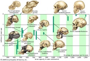 skulls