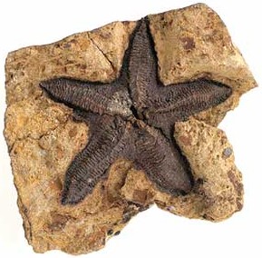 fossil star fish