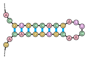 RNA and Conversions