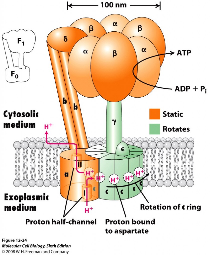 ATPsynthase