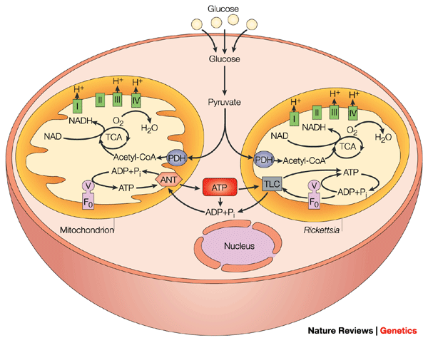 Mitochondria vs Rickettsia metabolism2