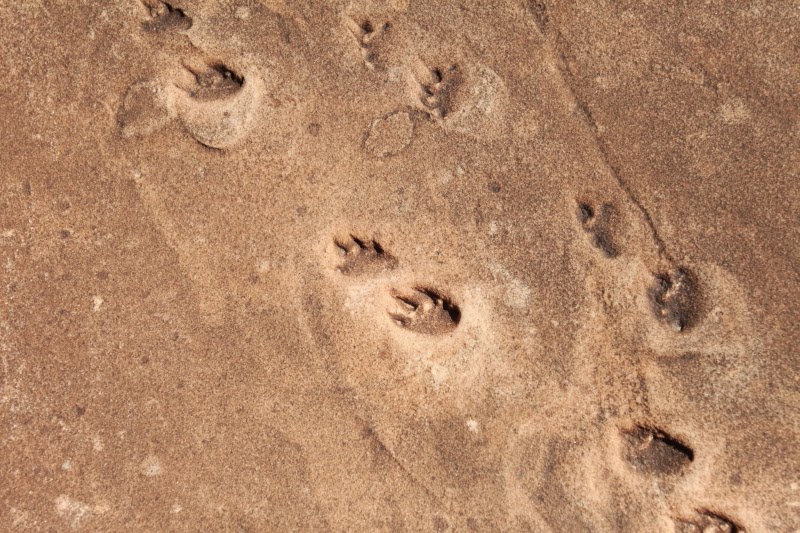 Coconino Footprints4