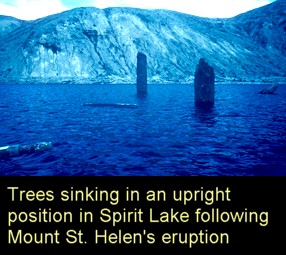 Mt St Helens trees