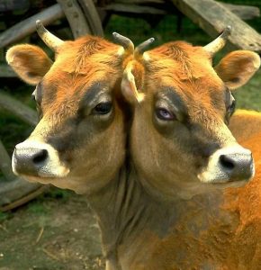 two-headed-cow